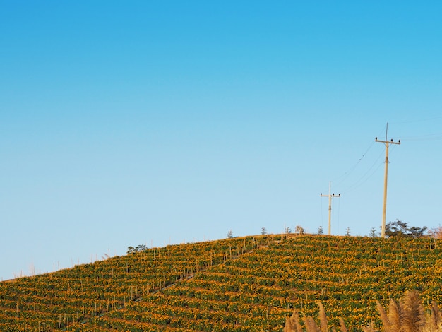 Caléndula flores granja en la montaña contra el cielo azul