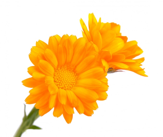 Calendula flowers isolated Calêndula flor Ervas medicinais.