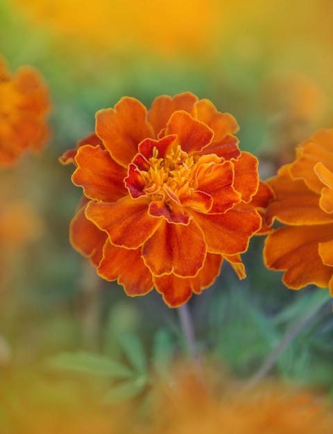 Caléndula francesa Flores bicolor granate y naranja Caléndulas doradas de color rojo intenso