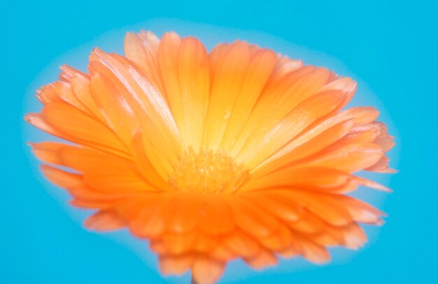 Foto caléndula de jardín calendula officinalis