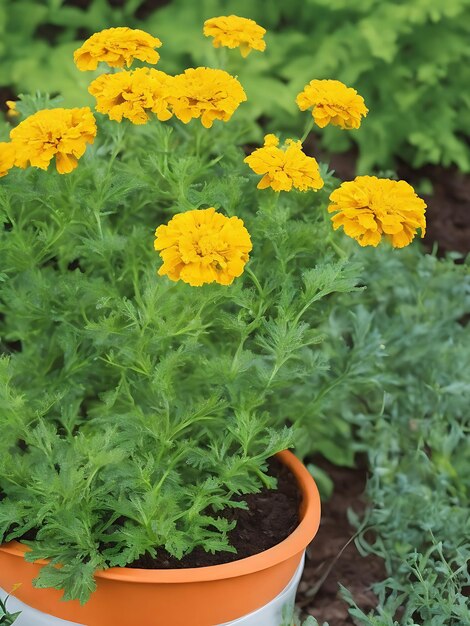 Caléndula en el jardín