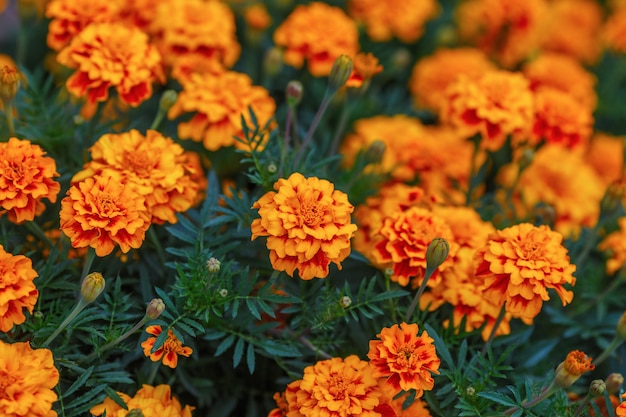 Calêndula laranja flores no jardim, superfície verde