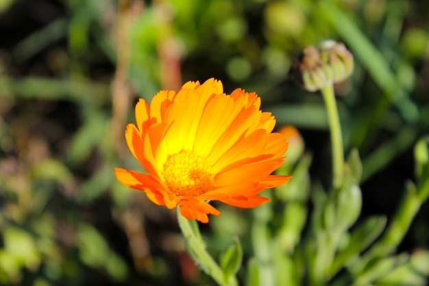 Calendula no jardim