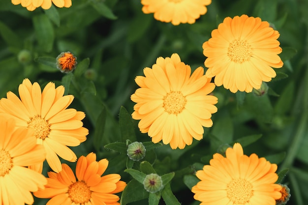 Calendula officinalis Blumen im Kräutergarten Draufsicht auf die Gartenringelblume