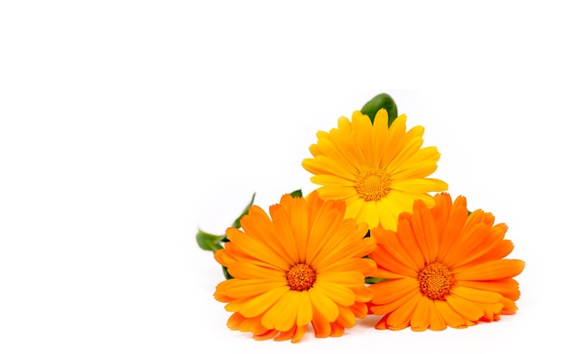 Calendula officinalis Flor de caléndula con hoja aislada