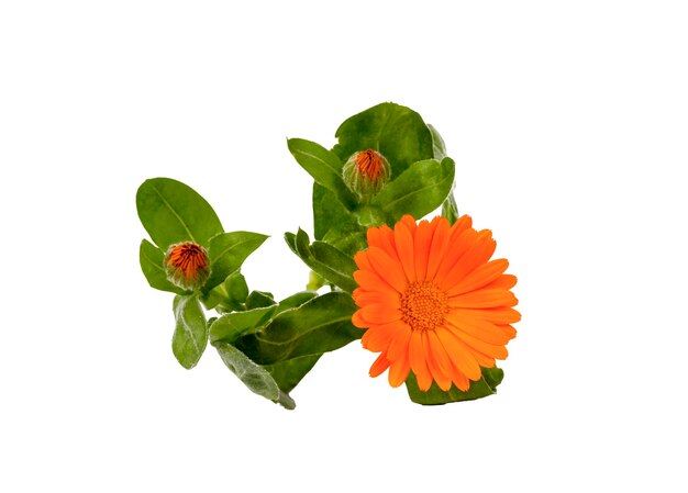 Foto calendula officinalis flor de margarita con hojas aisladas