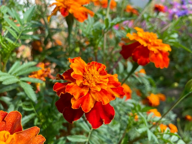 caléndulas de color naranja brillante en un lecho de flores. Flores de otoño.