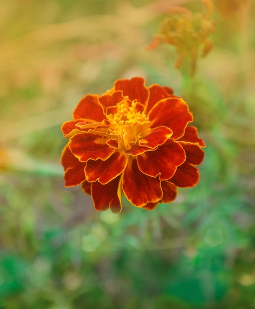 Calêndulas douradas vermelhas escuras Calêndula vermelha francesa Cabeças de flores vermelhas duplas com centros amarelos