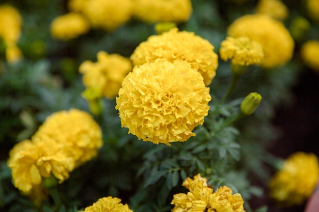 Caléndulas, flor amarilla, caléndulas, caléndulas anaranjadas, flores.