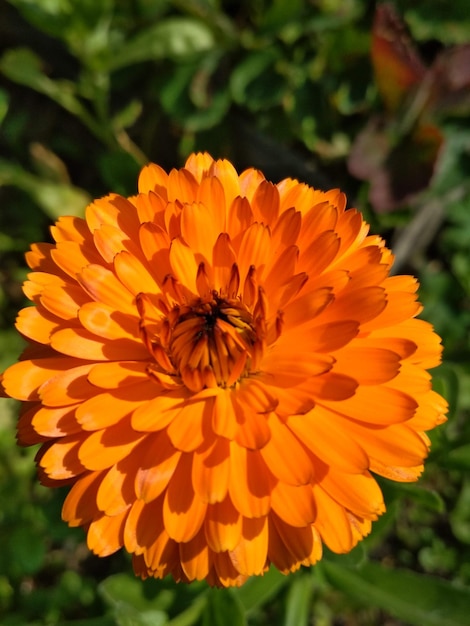 caléndulas flor llamativas bonitas naranjas jardín belleza naturaleza