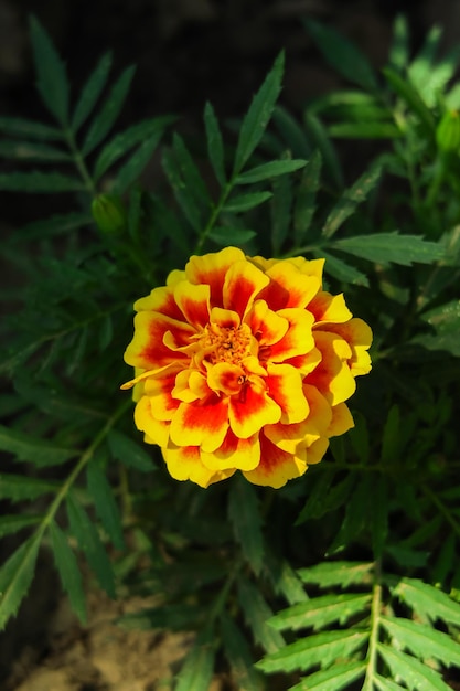 las caléndulas florecen en una cama en un jardín de flores concepto de cultivo de flores