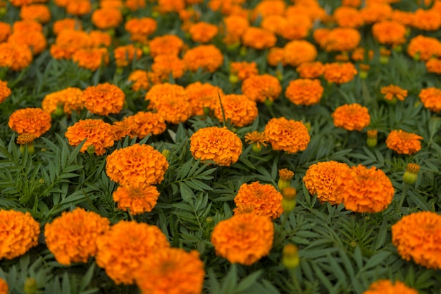 Caléndulas naranjas en la cama de flores.