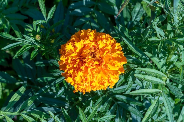 Calêndulas Tagetes erecta calêndula mexicana calêndula asteca calêndula africana simbolo del dia festivo mexicano