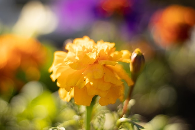 Calêndulas Tagetes erecta Calêndula mexicana Calêndula asteca Calêndula africana