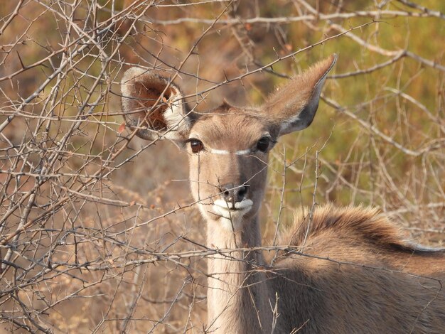 Calf Kudu