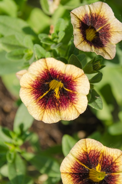 Calibrachoa banana сѓhocolate.