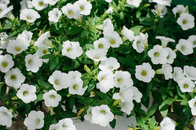 Calibrachoa blüht im Sommer weiße Blüten