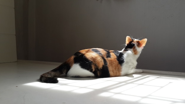 Calico cat: Adorable gato mirando a la ventana.