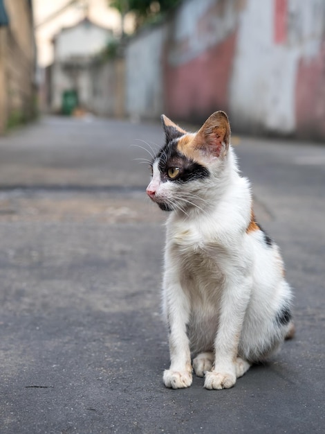 Calico cat sente-se no chão