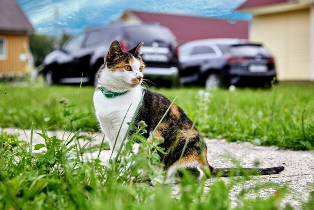 Calico chica gato se sienta en el camino del jardín de hormigón en frente de los coches estacionados en el césped en el campo en