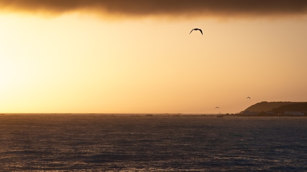Cálido amanecer con mar en calma y tres gaviotas filmadas en kaikoura, nueva zelanda