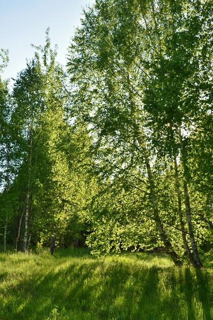 Cálido atardecer en el bosque verde de verano