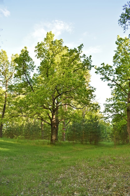 Cálido atardecer en el bosque verde de verano