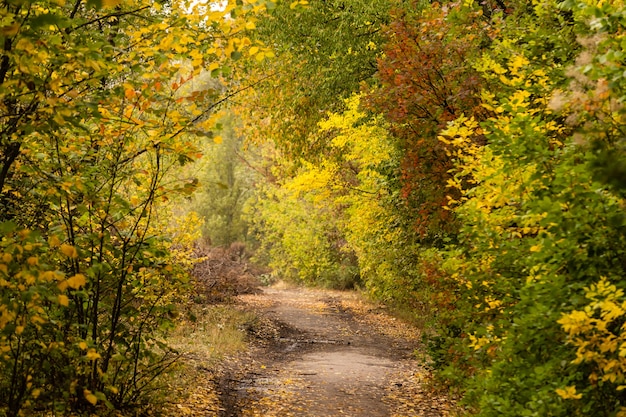 cálido día tranquilo en el parque de otoño