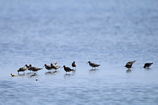 Calidris canutus - El gran playerito es una especie de ave Charadriiform en Scolopacidae