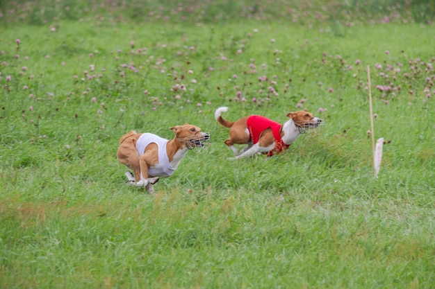 Foto calificación de basenjis para el campeonato de carreras con señuelos