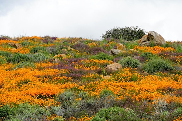 California Golden Poppy e Goldfields florescendo em Walker Canyon, Lake Elsinore, CA. EUA.