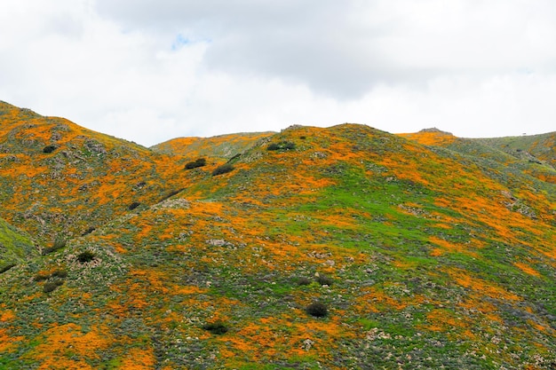 California Golden Poppy e Goldfields florescendo em Walker Canyon, Lake Elsinore, CA. EUA.
