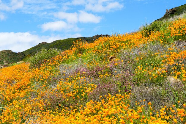 California Golden Poppy e Goldfields florescendo em Walker Canyon, Lake Elsinore, CA. EUA.