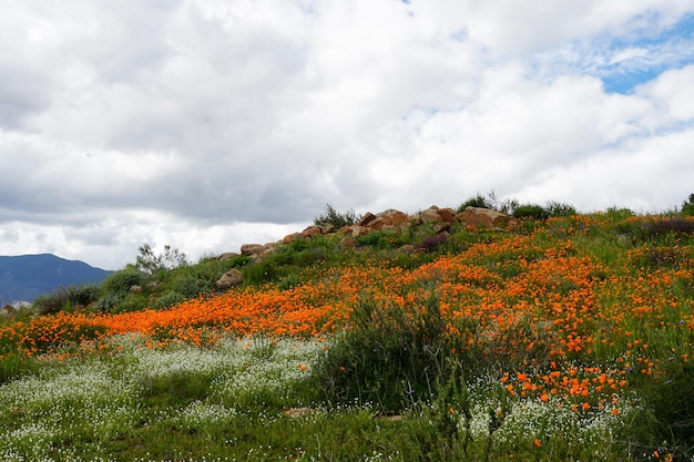 California Golden Poppy e Goldfields florescendo em Walker Canyon, Lake Elsinore, CA.