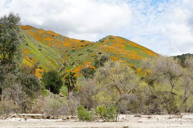 California Golden Poppy e Goldfields florescendo em Walker Canyon, Lake Elsinore, CA.