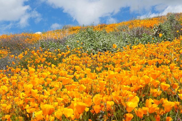 California Golden Poppy y Goldfields floreciendo en Walker Canyon, Lake Elsinore, CA. EE.UU.