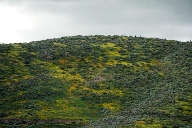 California Golden Poppy y Goldfields floreciendo en Walker Canyon, Lake Elsinore, CA.