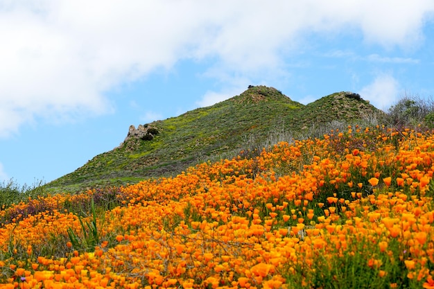 California Golden Poppy und Goldfields blühen im Walker Canyon, Lake Elsinore, CA. USA.