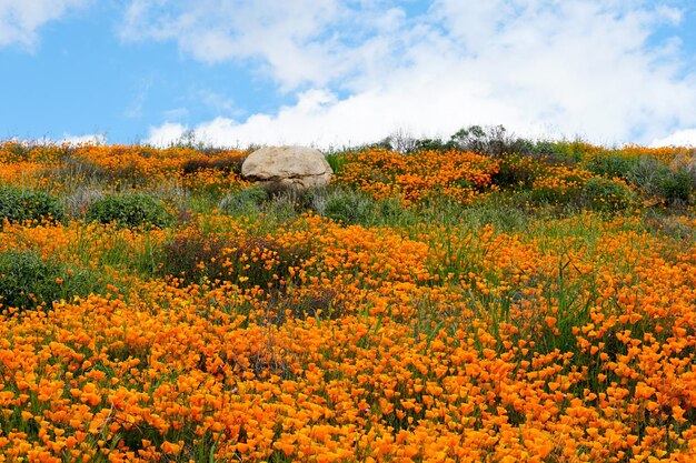 California Golden Poppy und Goldfields blühen im Walker Canyon, Lake Elsinore, CA. USA.