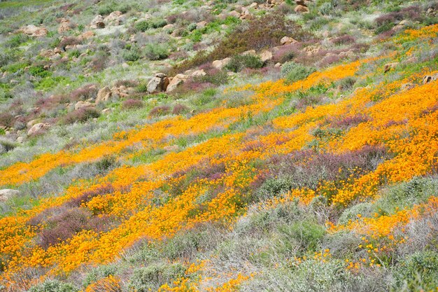 California Golden Poppy und Goldfields blühen im Walker Canyon, Lake Elsinore, CA.