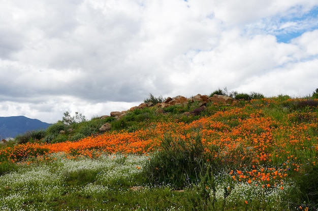 California Golden Poppy und Goldfields blühen im Walker Canyon, Lake Elsinore, CA.