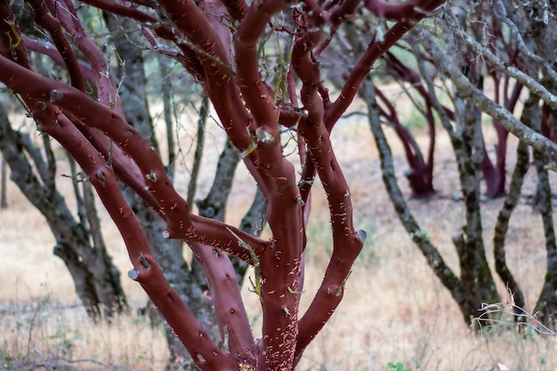 Californias Manzanita Grove en el bosque