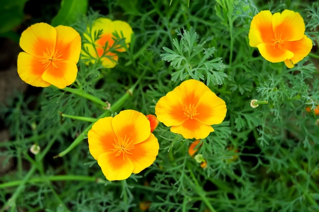 californica amarela e laranja cresce em uma cama em um jardim de flores. conceito de cultivo de escholcia