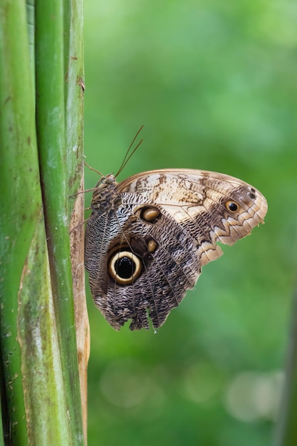 Caligo Atreus mariposa búho gigante