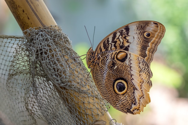 Caligo eurilochus ou o padrão de asa de borboleta de coruja gigante da floresta