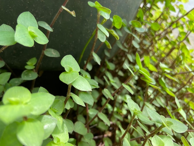 Calisia crece en el jardín de plantas ornamentales caseras.