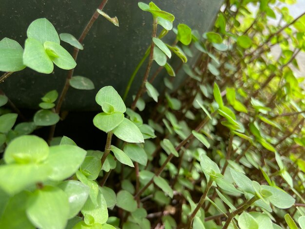 Calisia wächst im Gartenhaus Zierpflanzen