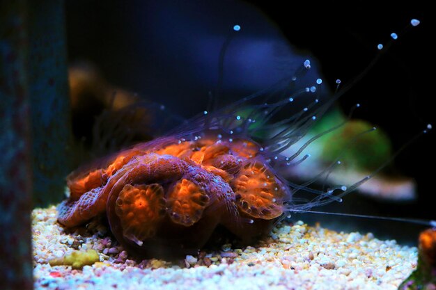 Foto cáliz coral echinophyllia sp.