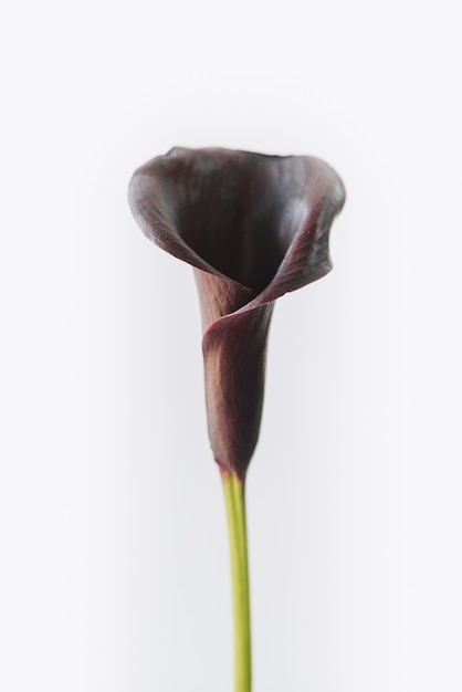 Calla escuro ou flor de lírio arum isolado no branco