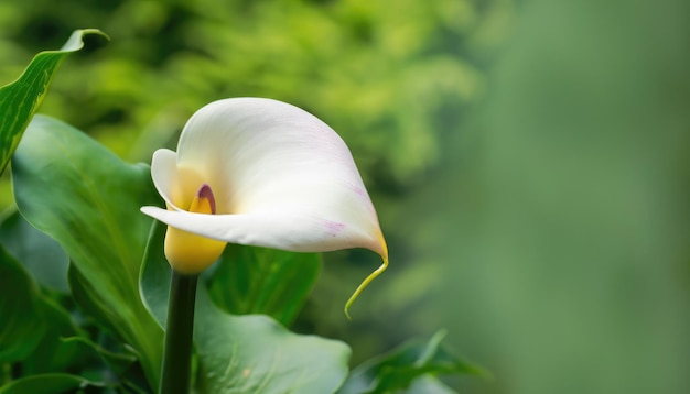 Calla en flor en un fondo verde natural con espacio para copiar